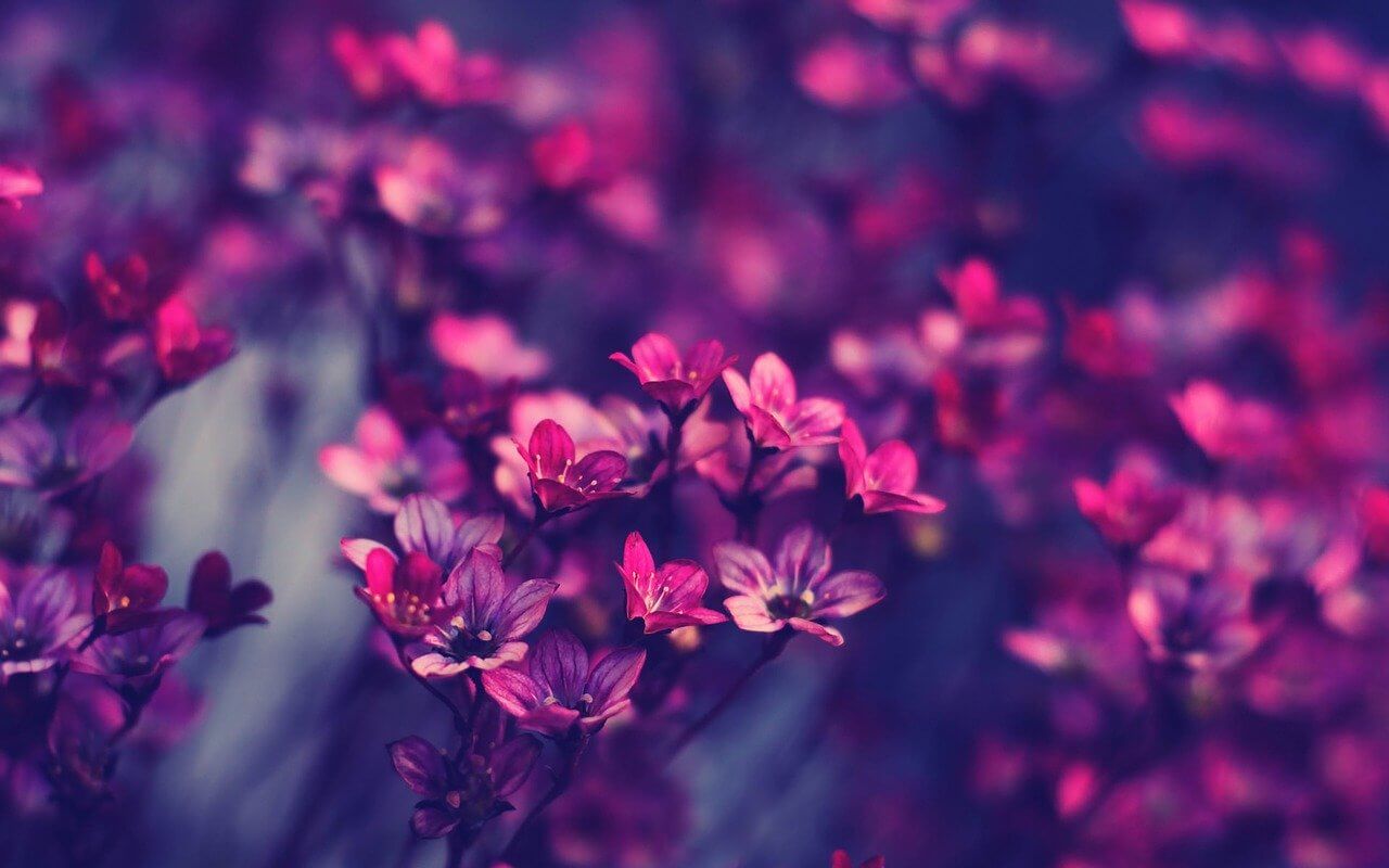 amazing women quotes bloom