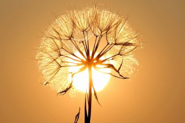 happiness quotes for women dandelion
