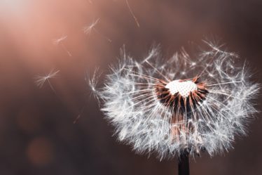 happiness quotes woman dandelion