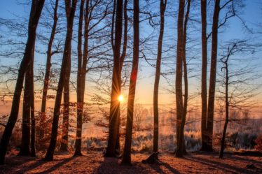 independent woman quote and saying forest