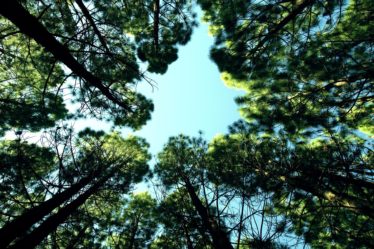 strong women quotes look up sky trees woods 1