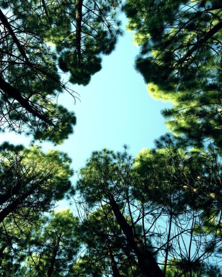 strong women quotes look up sky trees woods 1