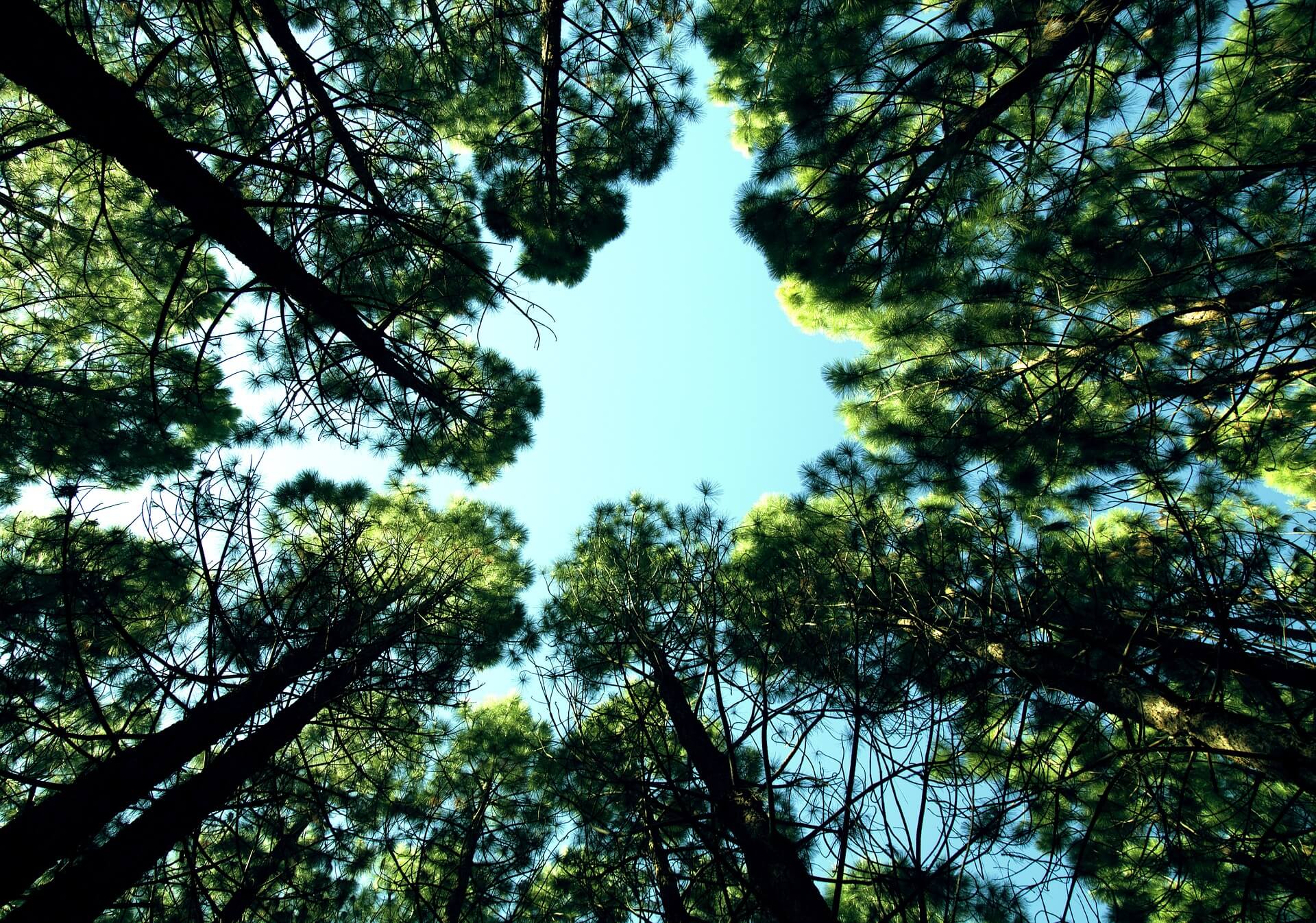 strong women quotes look up sky trees woods 1