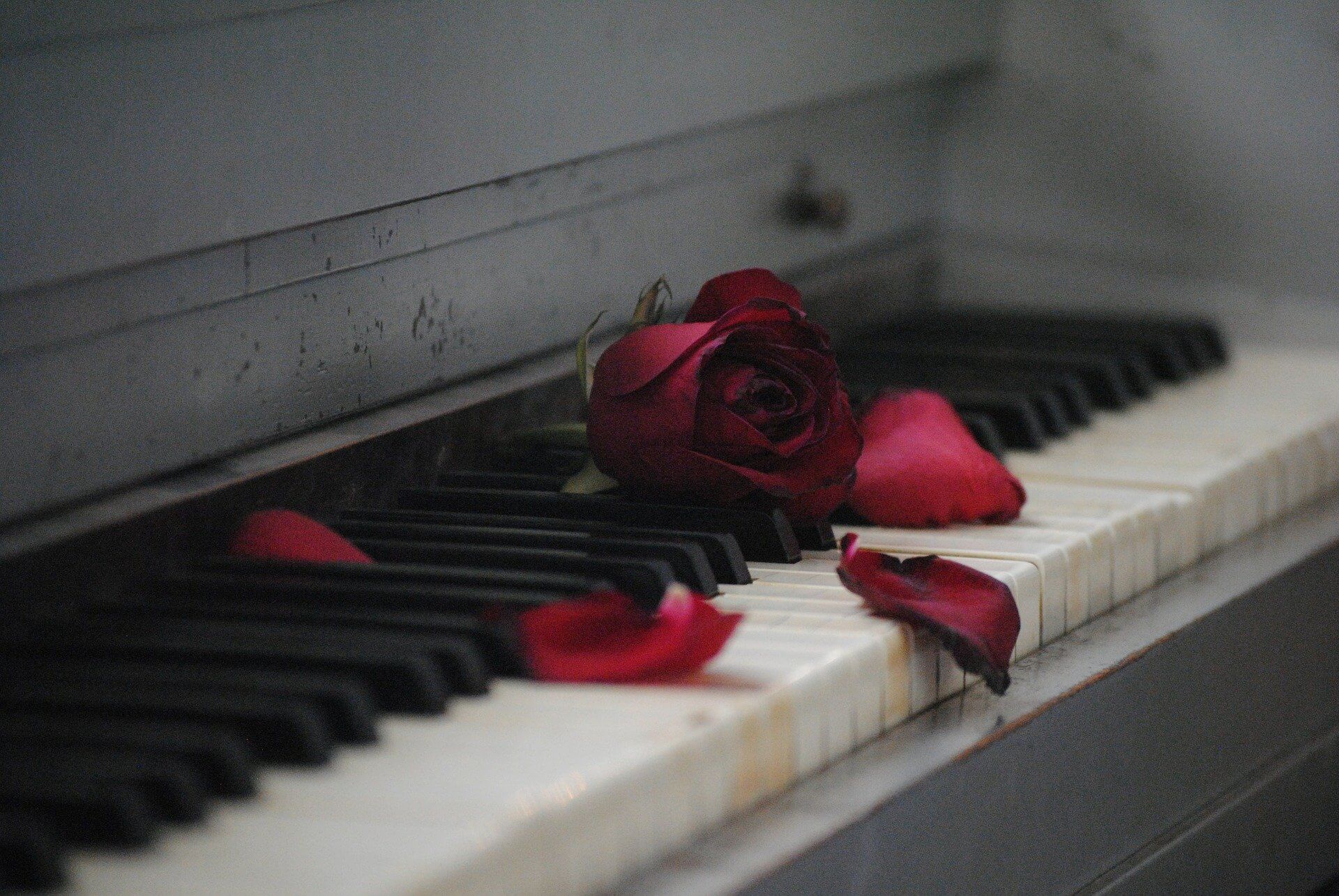 strong women quotes rose piano flower sad heartbreak