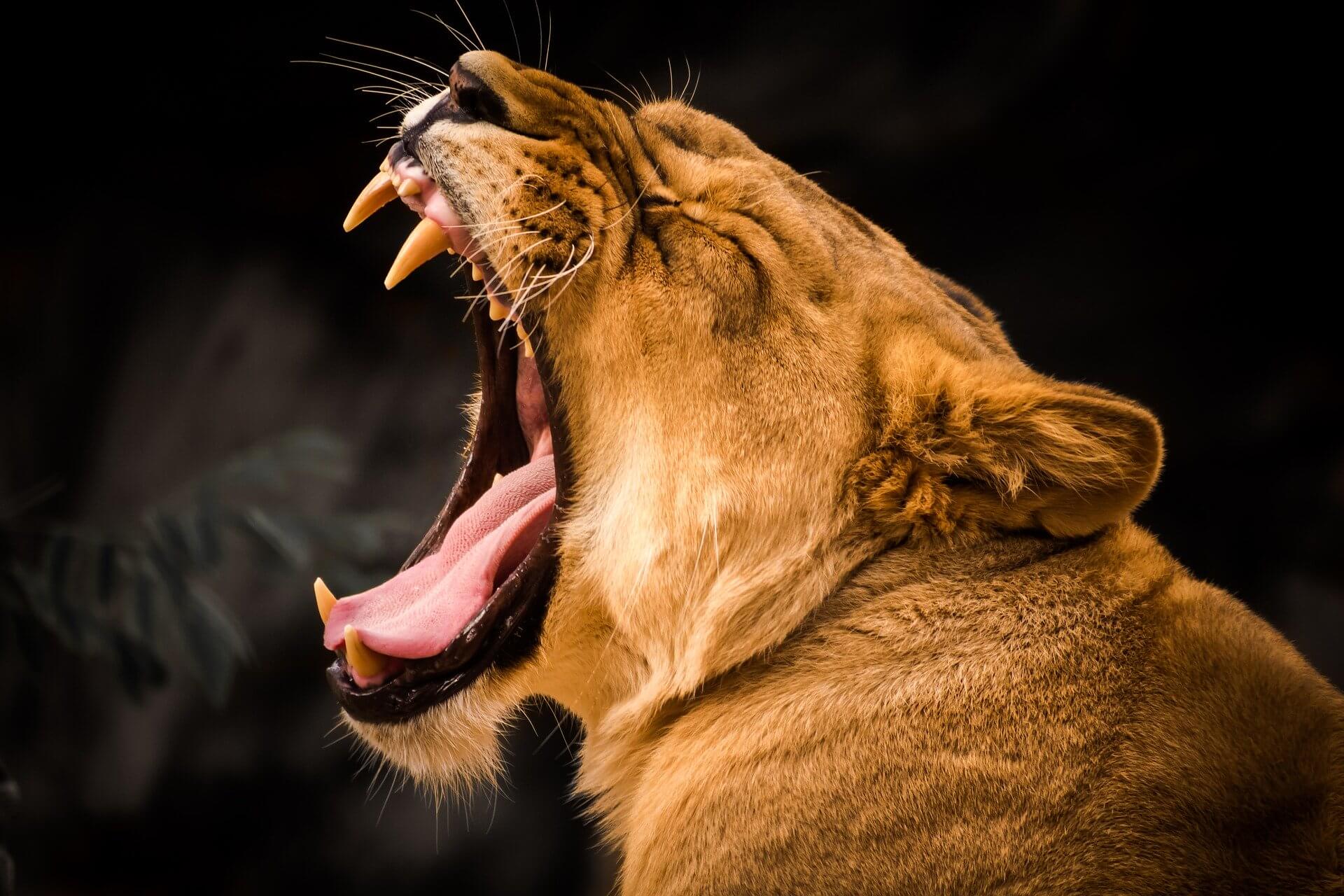 strong women quotes wild lioness roar